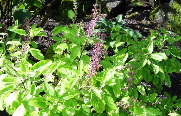 Tulsi in your Ayurvedic Herbs garden