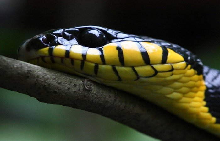 Pinak Ayurvedic anti venom medicine