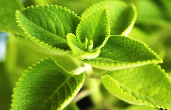 The Indian Borage -Panikoorkka--Ayurvedic Herbs for Home