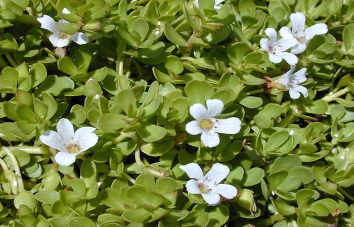 brahmi benefits are numerous