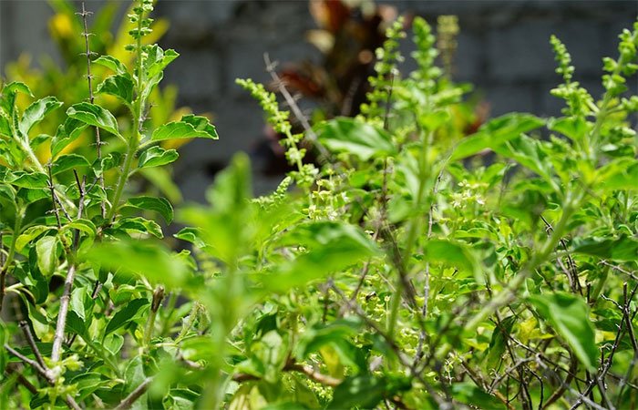 Advantages-of-Tulsi--Natures-great-gift