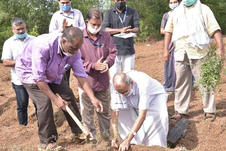 Bala-(Kurumthotti)-cultivation-with-1-Lakh-saplings-in-Kannur--Kerala